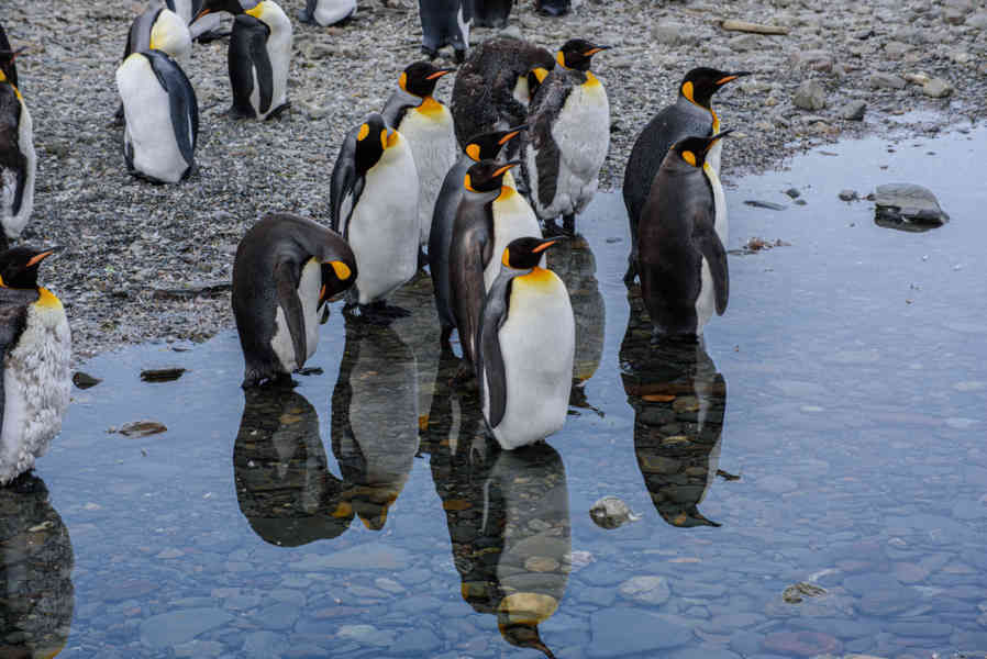 Pingüino Rey - islas Georgias del Sur 072.jpg